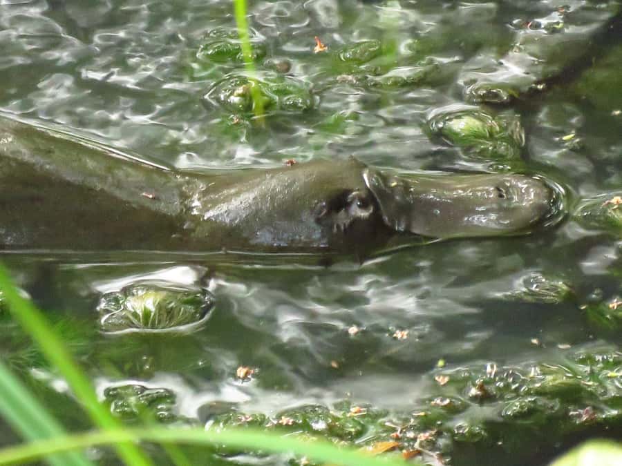 From Byron Bay: Platypus Spotting Walk - Key things to know before you go