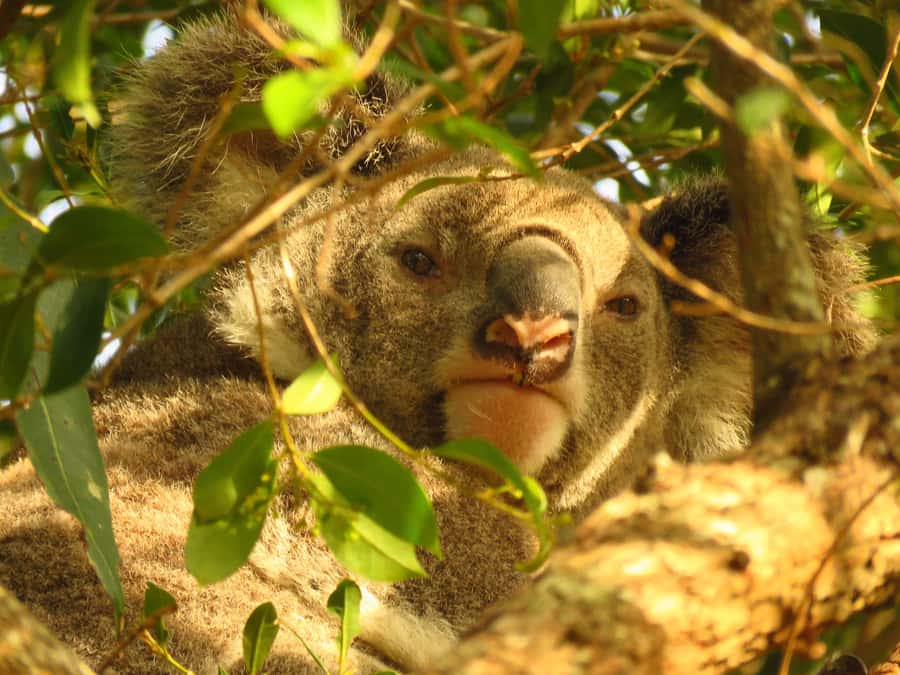 From Byron Bay: Platypus Spotting Walk - How this platypus walk actually works (and why it feels worth it)