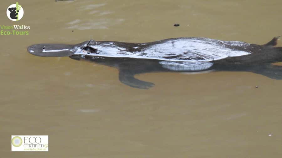From Byron Bay: Platypus Spotting Walk - The morning plan, step by step