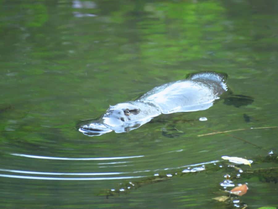 From Byron Bay: Platypus Spotting Walk - Price and value: what you are paying for
