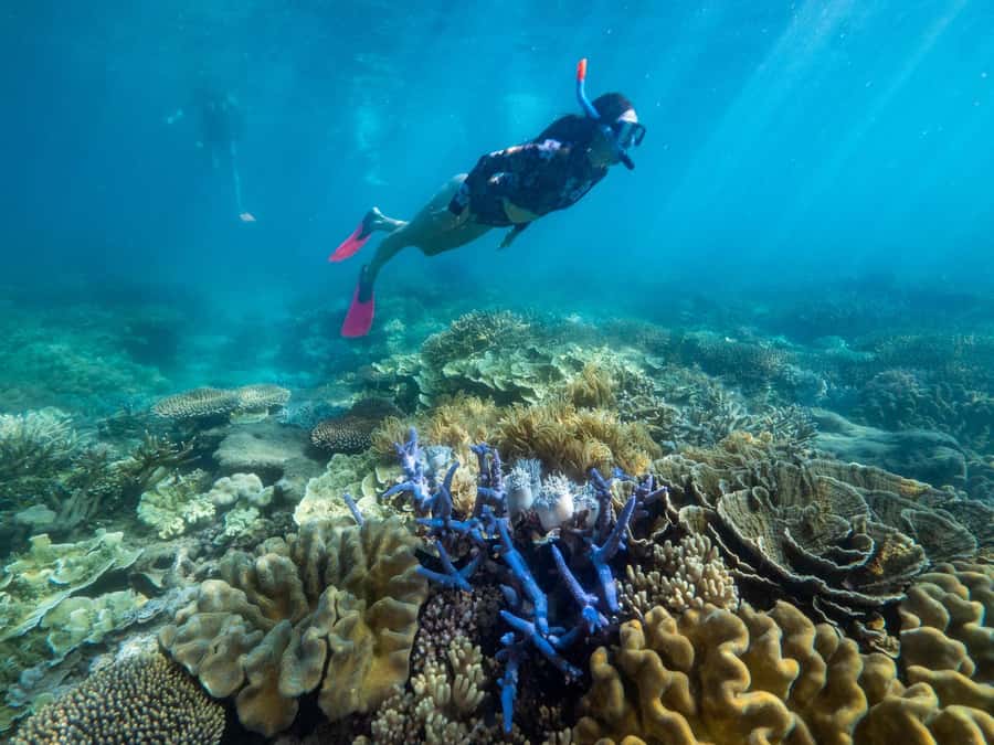 From Cairns: 2 Islands 1 day - Fitzroy & Green Islands - Price and value: is $138 good for your Great Barrier Reef day?