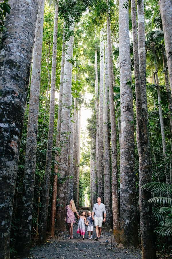 From Cairns: Atherton Tablelands and Paronella Park Day Trip - From Cairns to the cooler Tablelands, fast