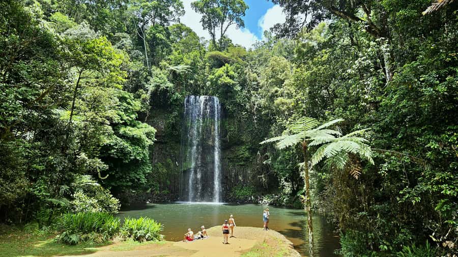 From Cairns: Atherton Tablelands and Paronella Park Day Trip - Lake Barrine and the 1,000-year-old twin kauri pines