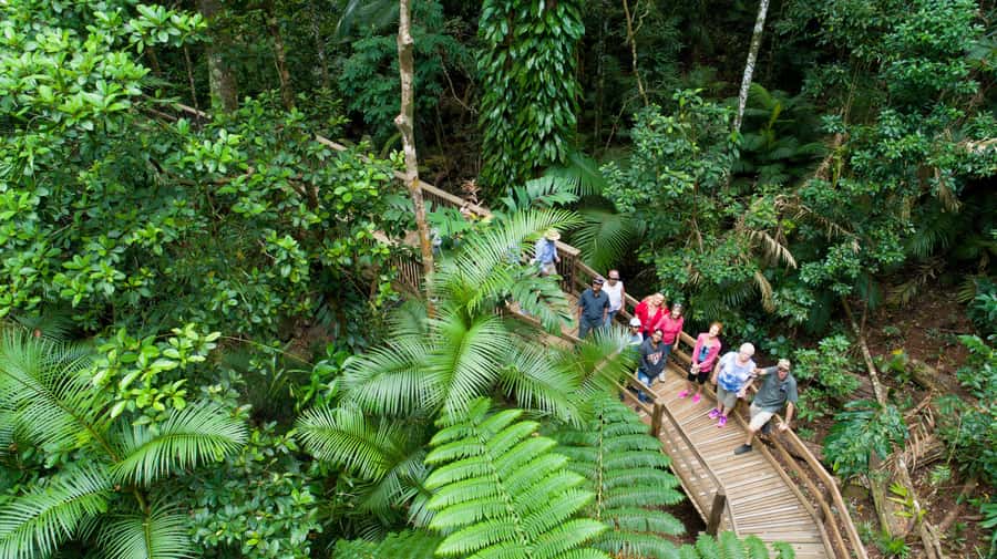 From Cairns: Daintree Rainforest & Cape Tribulation 4WD Tour - Daintree River cruise: your best shot at crocodiles and other wildlife