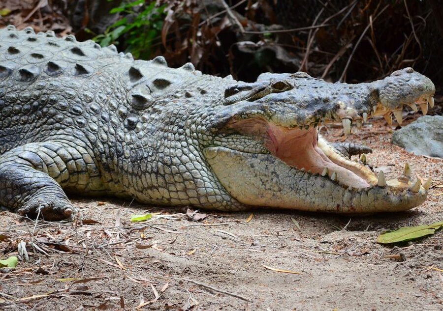 From Cairns: Daintree Wilderness & Cape Tribulation Bus Tour - Cable-driven vehicular ferry crossing: an iconic shortcut to the wild side