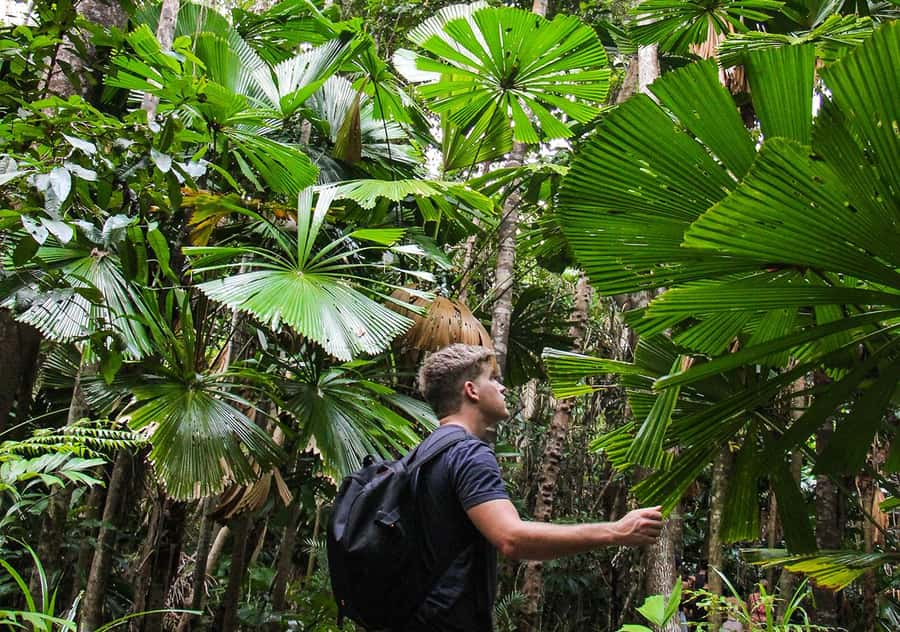 From Cairns: Daintree Wilderness & Cape Tribulation Bus Tour - Price and what you get for your $180 per person
