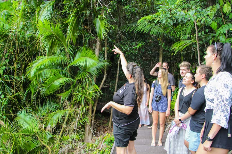 From Cairns: Daintree Wilderness & Cape Tribulation Bus Tour - The Daintree rainforest walk: guided details you can actually use