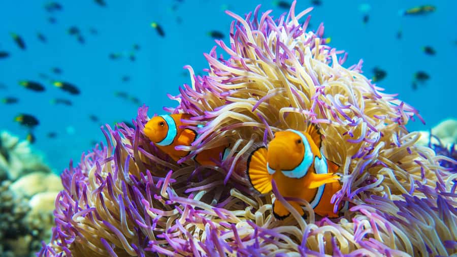 From Cairns: Frankland Island All-Inclusive Day Tour - Cairns to Normanby: Why this day trip feels different from the usual reef rush