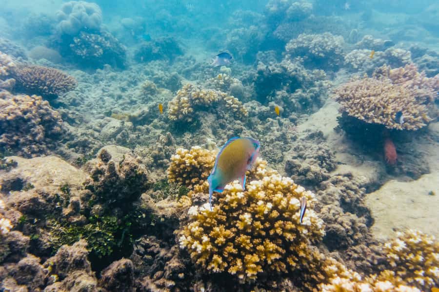 From Cairns: Green Island Full-Day Cruise - Reef viewing from above: glass-bottom boat pros and cons