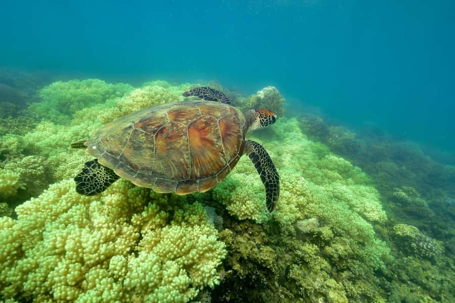 From Cairns: Green Island Full-Day Cruise - Green Island rainforest boardwalk: a break from sun and salt