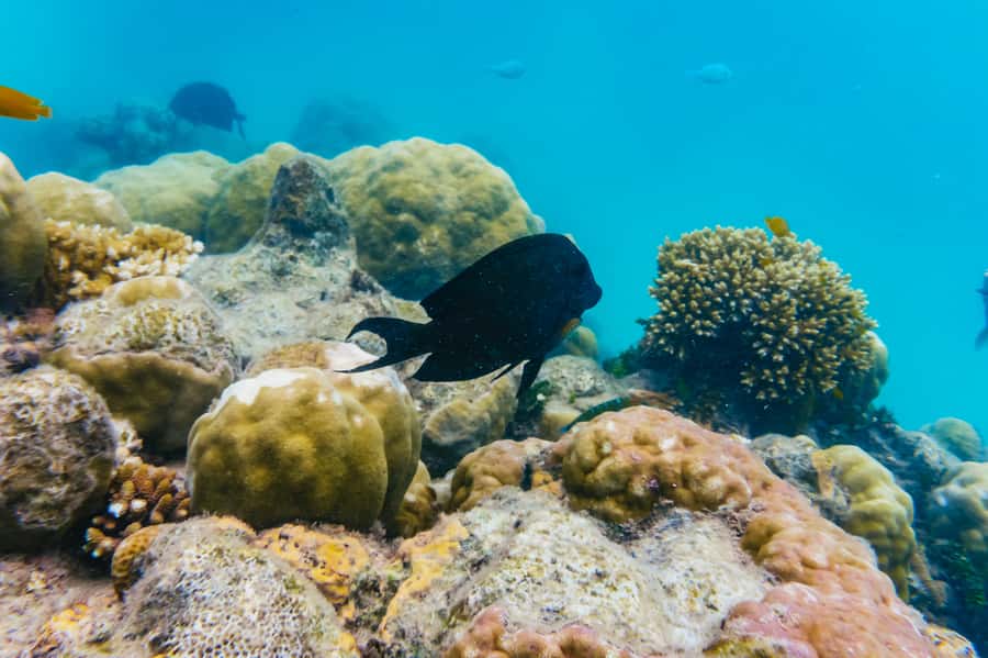 From Cairns: Green Island Full-Day Cruise - Beach time and free space you will actually use