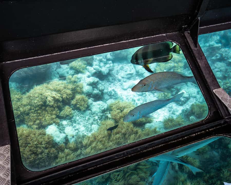 From Cairns: Green Island Half-Day Morning Cruise - Who this cruise is best for