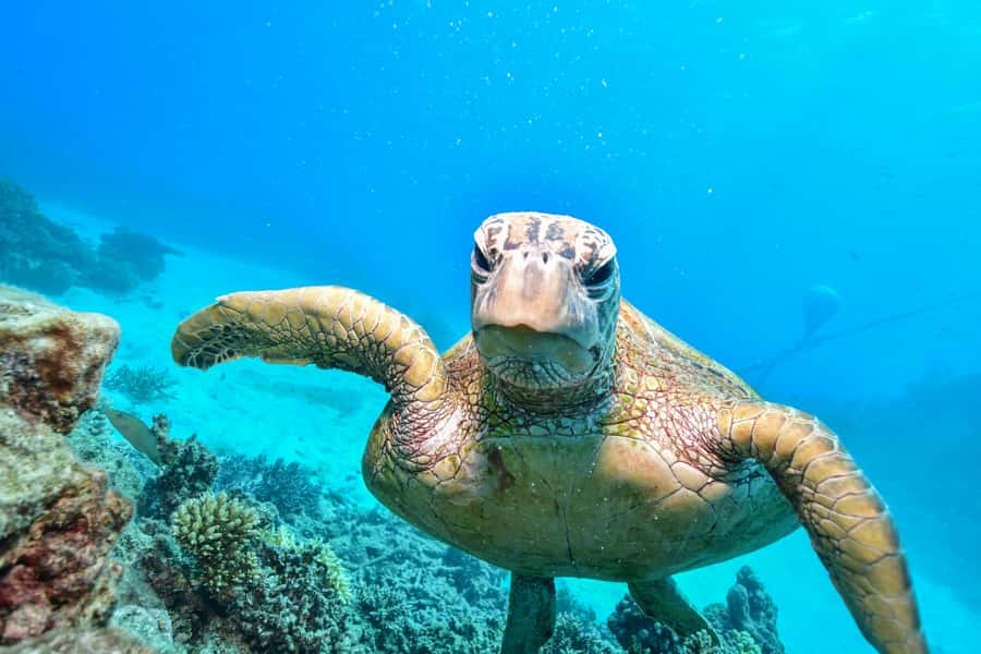 From Cairns: Half-Day Afternoon Cruise to Green Island - Price and value: is $77 worth it?