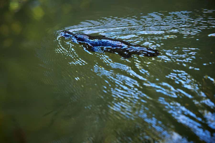 From Cairns: Rainforest & Nocturnal Wildlife Tour - Key moments worth planning for