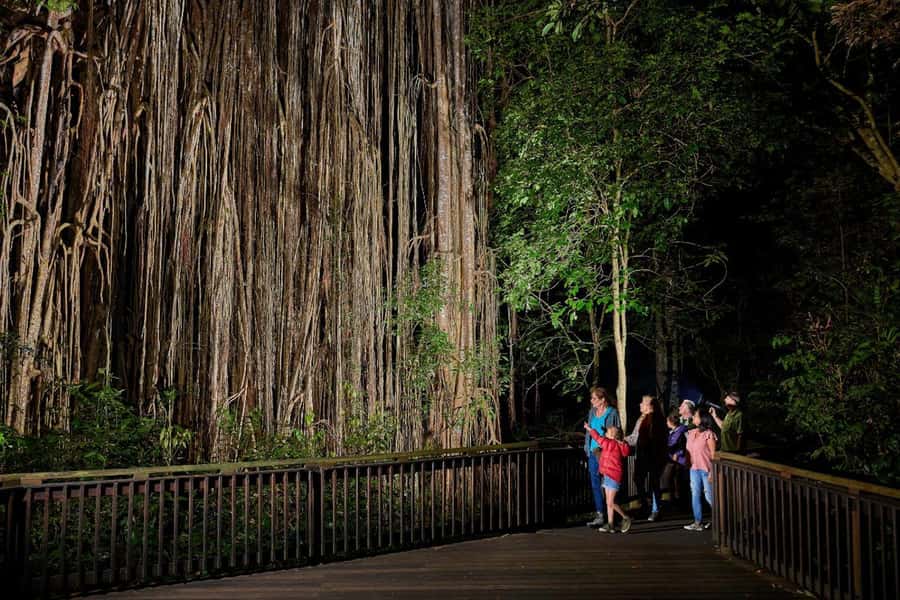 From Cairns: Rainforest & Nocturnal Wildlife Tour - Why Night Rainforest in Queensland Feels Like a Different Planet