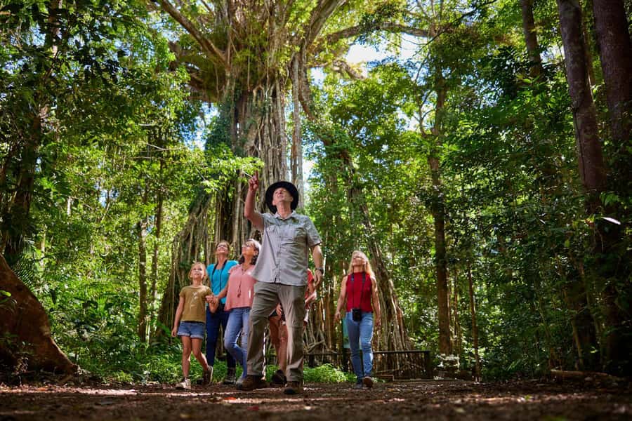 From Cairns: Rainforest & Nocturnal Wildlife Tour - Yungaburra Dinner: A Real Break Before the Night Walk
