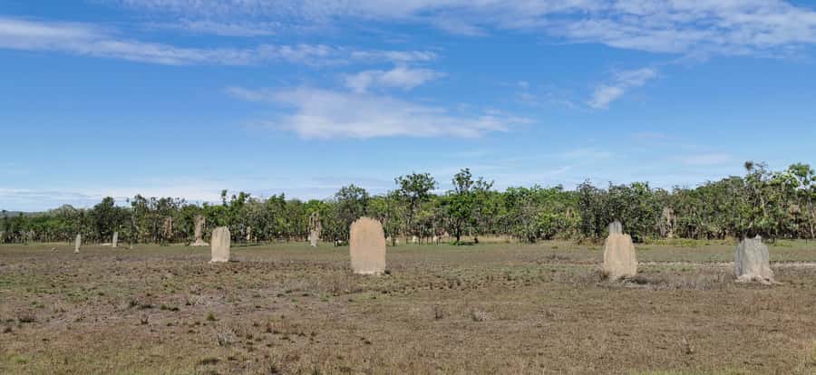 From Darwin: Litchfield National Park Small-Group Day Trip - Magnetic and Cathedral Termite Mounds, The Bush’s Real Architects