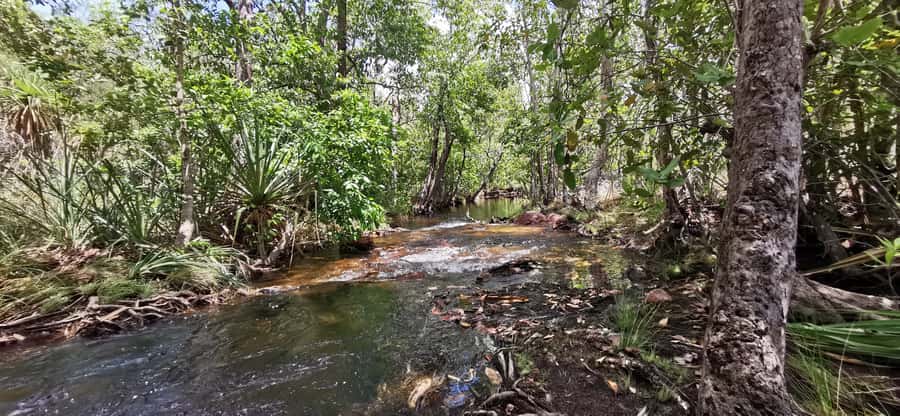 From Darwin: Litchfield National Park Small-Group Day Trip - Florence Falls and Its Monsoon Forest Walk