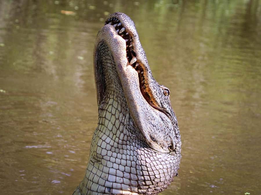 From Darwin: Litchfield Park Tour & Jumping Crocodile Cruise - Adelaide River jumping crocodiles, and why it lands as the highlight