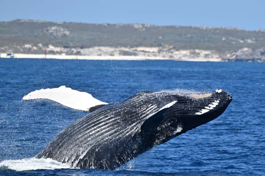 From Fremantle: 2-Hour Luxury Whale-Watching Cruise - Key things I’d circle on your shortlist