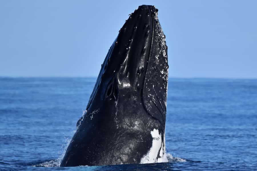 From Fremantle: 2-Hour Luxury Whale-Watching Cruise - Humpback migration in plain language: what you’re actually hunting for