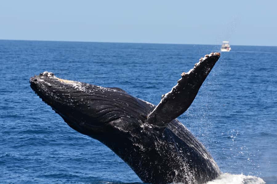From Fremantle: 2-Hour Luxury Whale-Watching Cruise - How the 2-hour cruise plays out once whales surface
