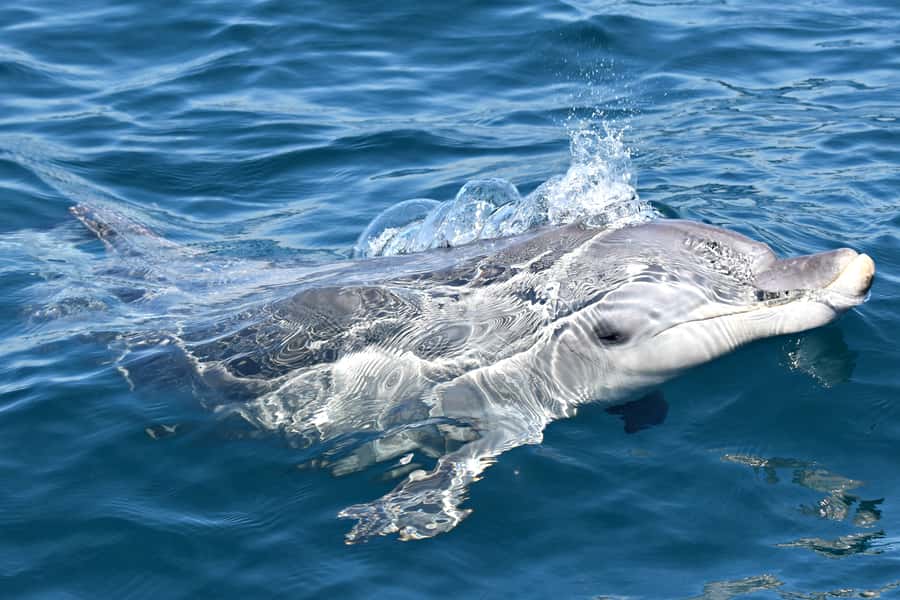 From Fremantle: 2-Hour Luxury Whale-Watching Cruise - Choosing your best spot: five decks, three levels, one goal