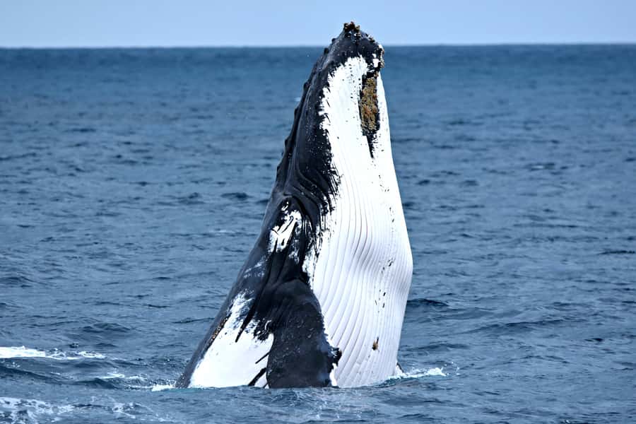 From Fremantle: 2-Hour Luxury Whale-Watching Cruise - Getting aboard at Sardine Jetty, and what comfort looks like in practice