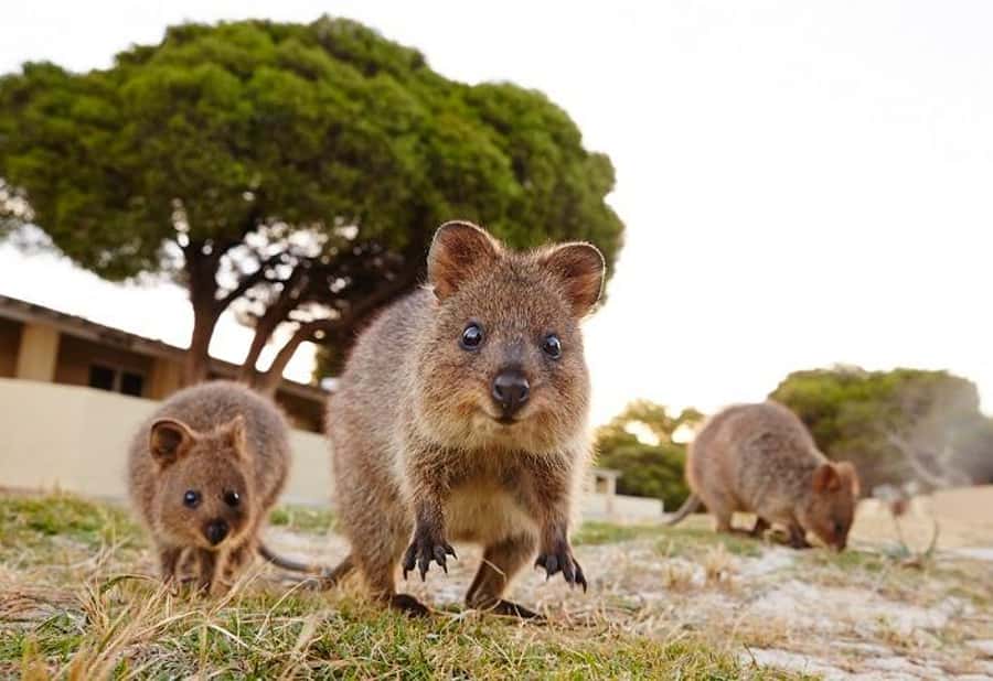 From Fremantle: Rottnest Island Ferry and Bike Day Tour - Key Points That Matter Most