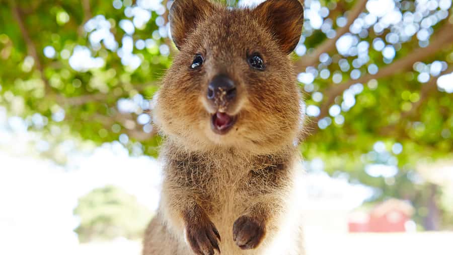 From Fremantle: Rottnest Island Ferry & Bus Day Tour - Price and value for $112: what you are truly buying
