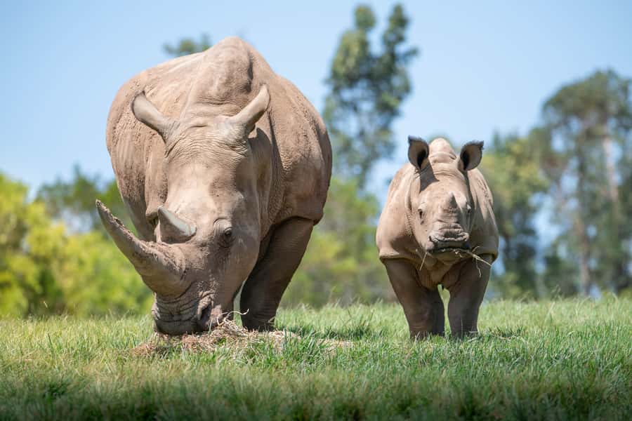 From Gold Coast : Australia Zoo Transfer and Entry Ticket - A Very Early Start From Gold Coast Hotels
