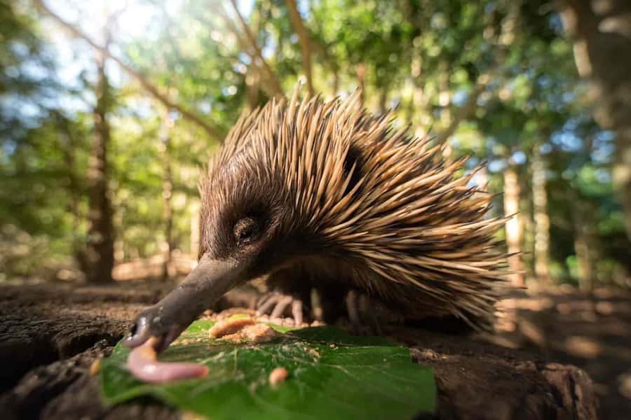 From Gold Coast : Australia Zoo Transfer and Entry Ticket - Getting In Fast: Australia Zoo Entry With Skip-The-Line Access