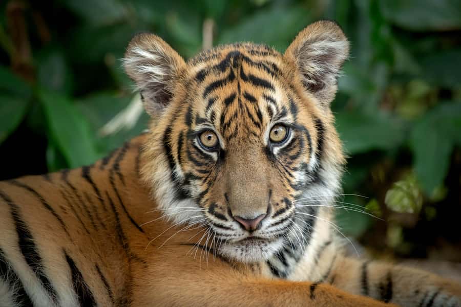 From Gold Coast : Australia Zoo Transfer and Entry Ticket - Live Shows That Anchor the Day: Wildlife Warriors and Crocodiles