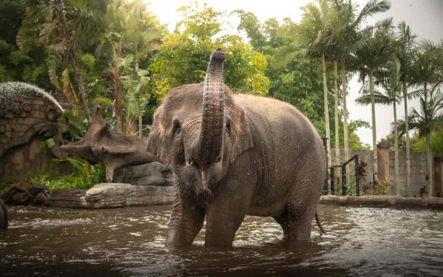 From Gold Coast : Australia Zoo Transfer and Entry Ticket - Door-to-Door Transport: What the 9-Hour Plan Really Means