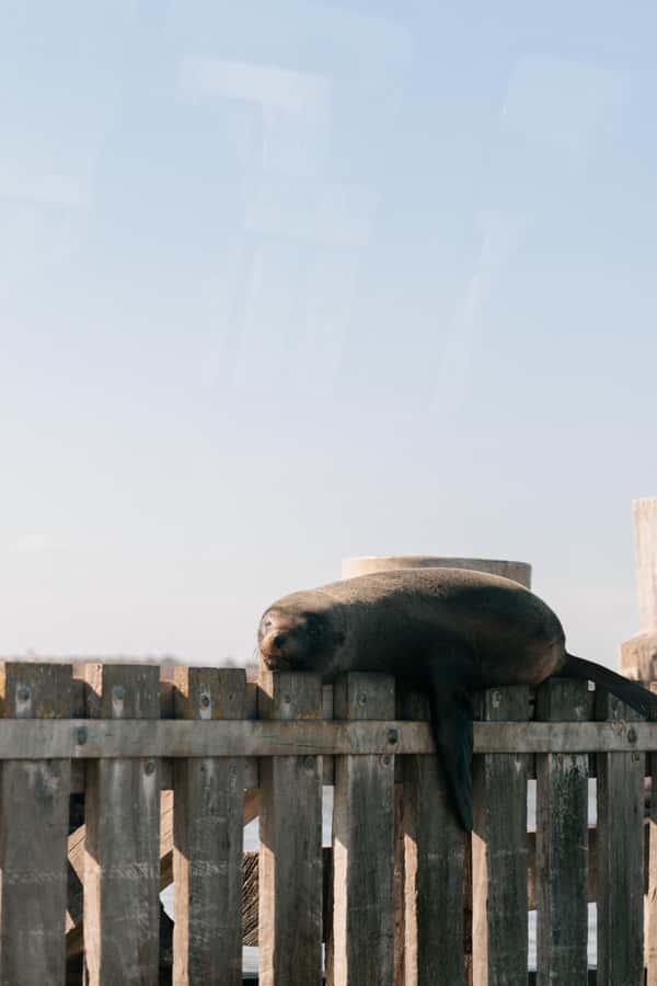 From Goolwa: Half-Day Coorong Experience - Key highlights you will feel on the day