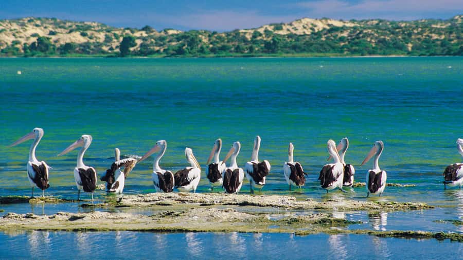 From Goolwa: Murray Mouth Cruise - Key Things You’ll Notice on This Goolwa Cruise