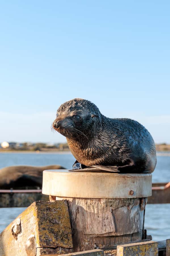 From Goolwa: Murray Mouth Cruise - A 90-minute Murray Mouth run that starts in Goolwa