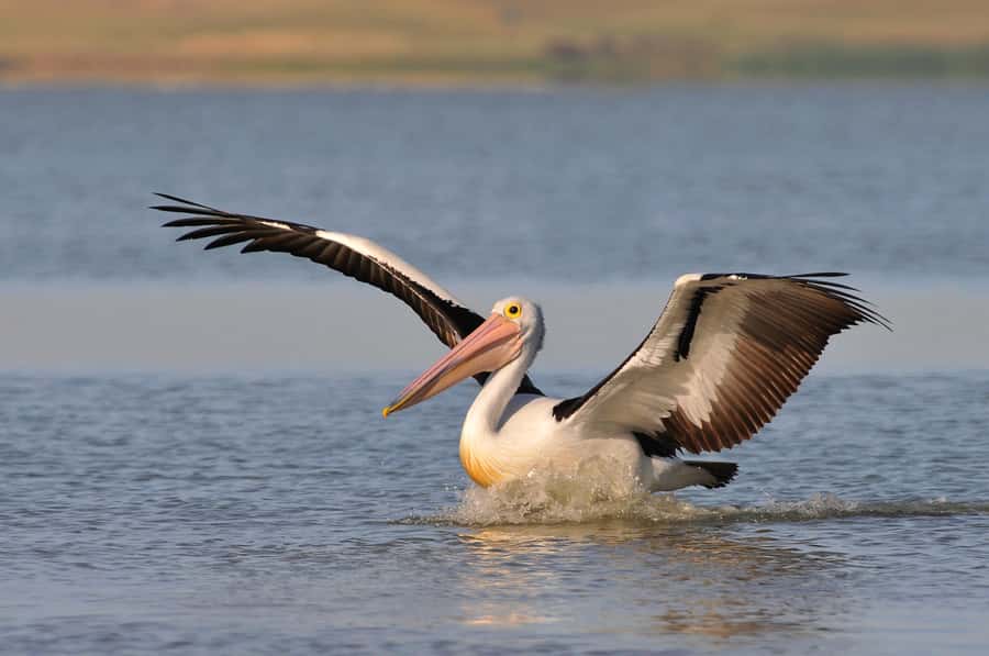 From Goolwa: Murray Mouth Cruise - Fur seals, birds, and the Coorong’s last stretch of water
