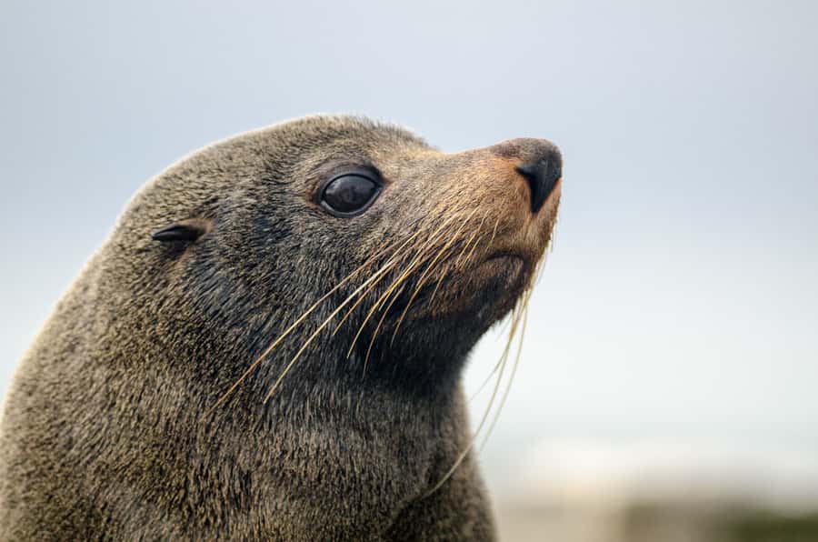 From Goolwa: Murray Mouth Cruise - What the 14 kilometers mean for your time and value