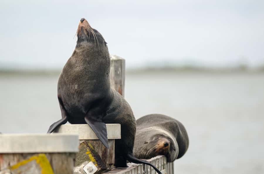 From Goolwa: Murray Mouth Cruise - Who this cruise fits best (and who might want to pick another day)