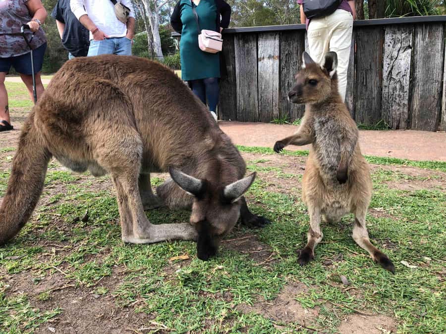 From Haymarket: Hunter Valley Wine and Wildlife Day Trip - Hunter Valley plus wildlife, the smartest one-day mix
