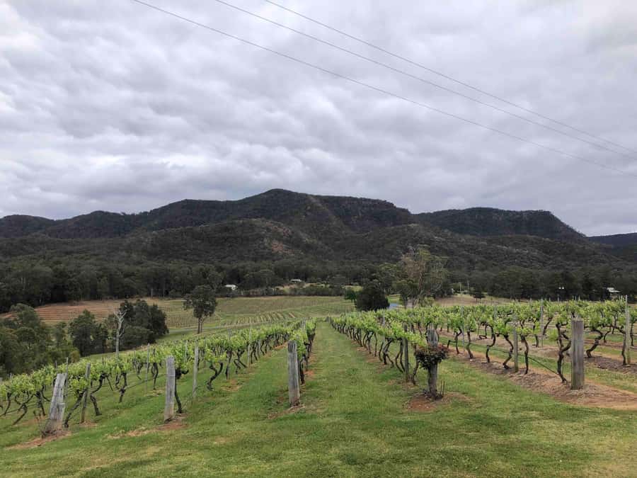From Haymarket: Hunter Valley Wine and Wildlife Day Trip - Price and value: what you really pay for a one-day Hunter Valley hit