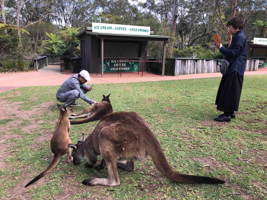 From Haymarket: Hunter Valley Wine and Wildlife Day Trip - Wildlife sanctuary time: koalas with a ranger and kangaroos you can feed