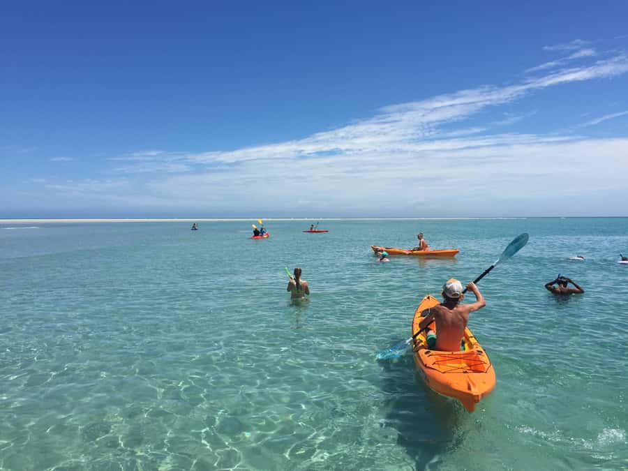 From Hervey Bay: Half-Day K'gari Fraser Island Beach Cruise - Morning tea, clear water, and the wildlife commute