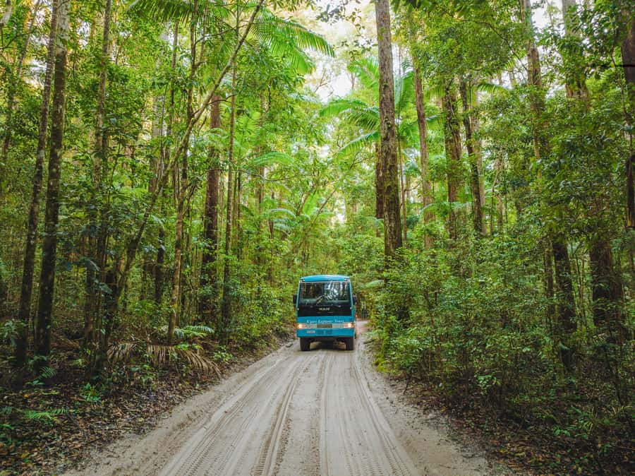 From Hervey Bay: K'gari, Fraser Island Full-Day Coach Tour - Lake McKenzie Swim Time: The Clear-Water Payoff