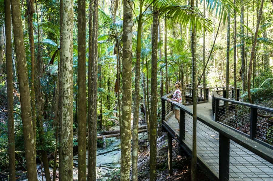 From Hervey Bay: K'gari, Fraser Island Two-Day Coach Tour - Day One: Central Station, Rainforest Boardwalks, and Lake McKenzie Swim Time