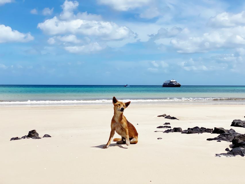 From Hervey Bay: Remote K'gari Tour by Boat with Lunch - Value: Why $183 Can Feel Fair for What You Get