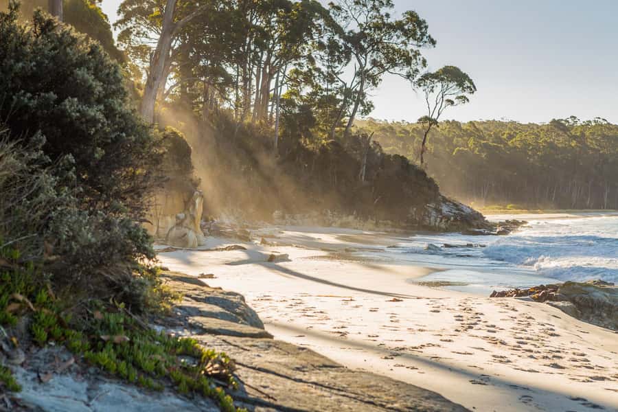 From Hobart: Full-Day Bruny Island Tour with Guide - Rainforest to Beaches: The Walks You’ll Actually Enjoy