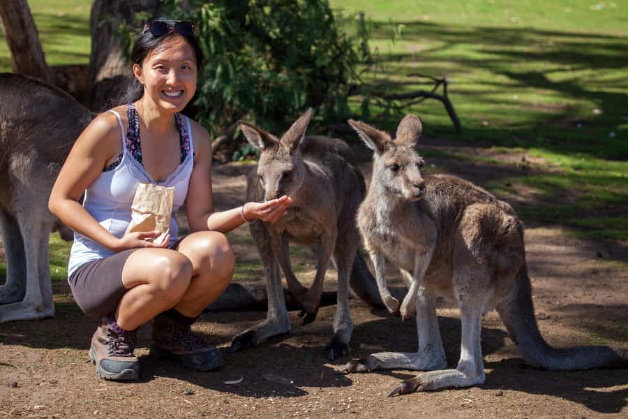 From Hobart: Mt. Field, Mt. Wellington and Wildlife Day Tour - Key things you’ll notice