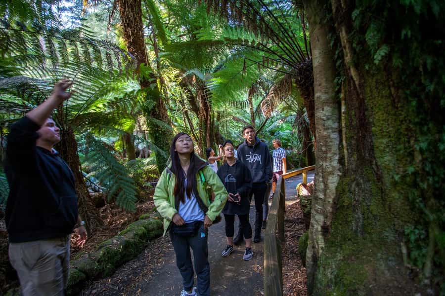 From Hobart: Mt. Field, Mt. Wellington and Wildlife Day Tour - From Davey Street to wild Tasmania in one day